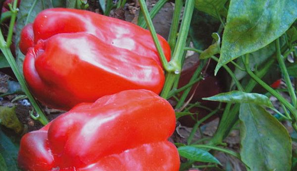 Sweet pepper varieties for open ground and greenhouses: characteristics and reviews, choosing the right ones