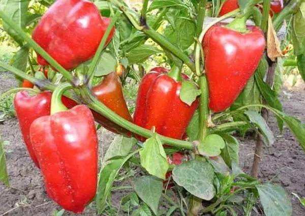 Sweet pepper varieties for open ground and greenhouses: characteristics and reviews, choosing the right ones