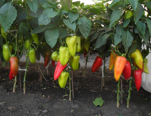 Sweet pepper varieties for open ground and greenhouses: characteristics and reviews, choosing the right ones