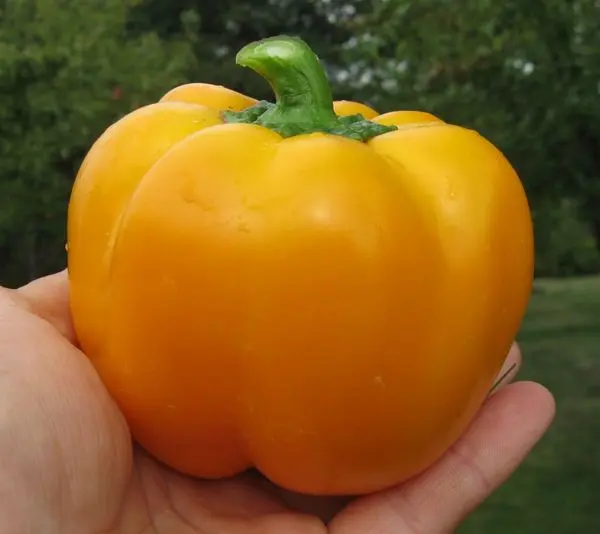 Sweet pepper varieties for open ground and greenhouses: characteristics and reviews, choosing the right ones