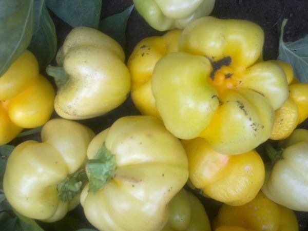 Sweet pepper varieties for open ground and greenhouses: characteristics and reviews, choosing the right ones