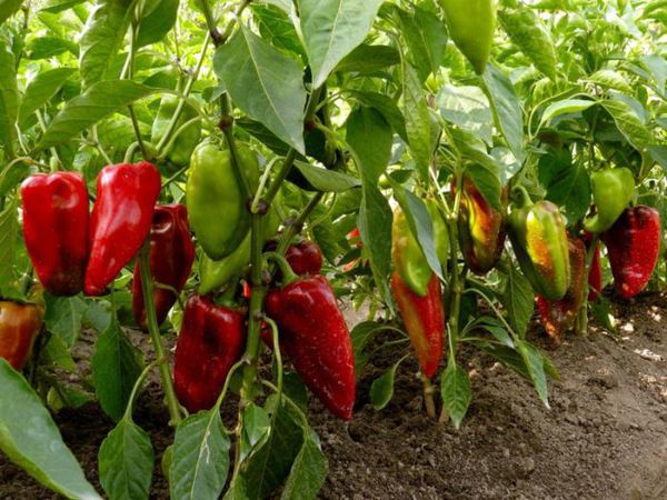 Sweet pepper varieties for open ground and greenhouses: characteristics and reviews, choosing the right ones