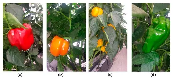 Sweet pepper varieties for open ground and greenhouses: characteristics and reviews, choosing the right ones