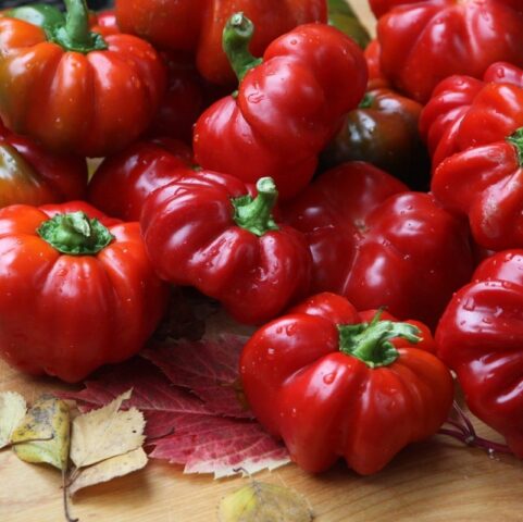 Sweet pepper variety Gogoshary: description, photo, reviews, planting and care