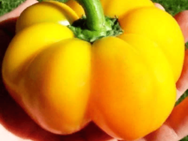 Sweet pepper variety Gogoshary: description, photo, reviews, planting and care