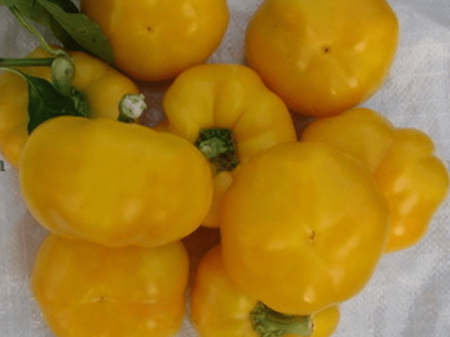 Sweet pepper variety Gogoshary: description, photo, reviews, planting and care