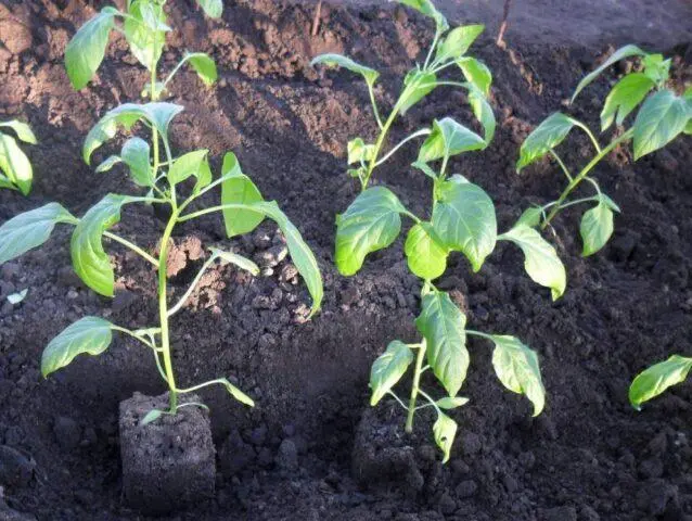 Sweet pepper variety Gogoshary: description, photo, reviews, planting and care