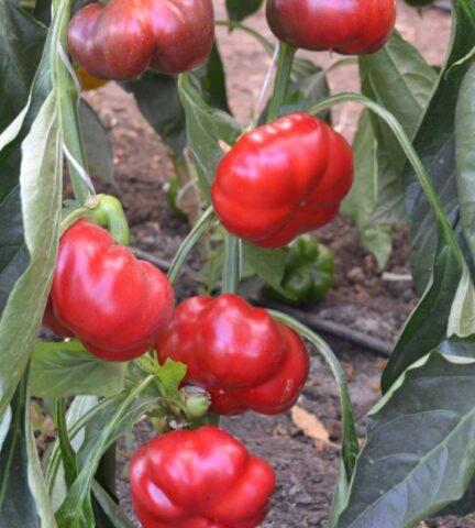 Sweet pepper variety Gogoshary: description, photo, reviews, planting and care