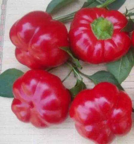 Sweet pepper variety Gogoshary: description, photo, reviews, planting and care