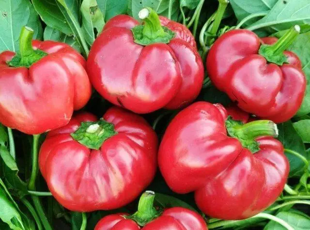 Sweet pepper variety Gogoshary: description, photo, reviews, planting and care