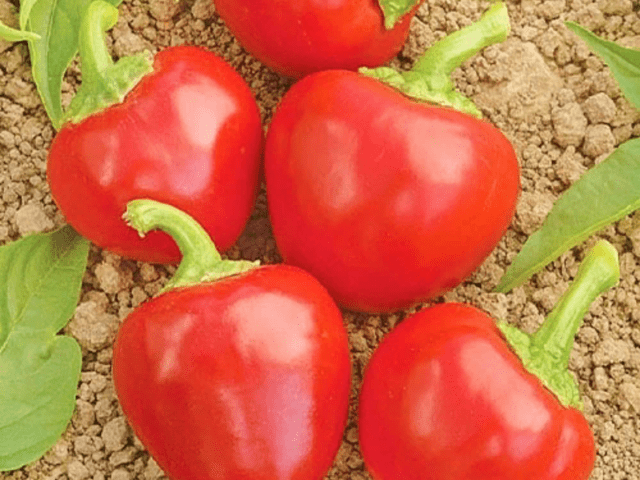 Sweet pepper variety Gogoshary: description, photo, reviews, planting and care