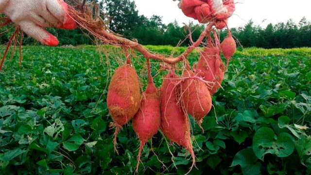 Sweet potato and potato: difference, calorie comparison, which is healthier