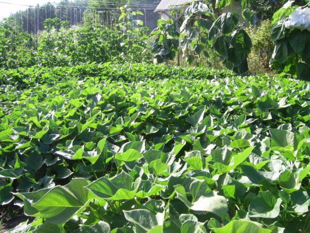 Sweet potato: where and how it grows, cultivation in Siberia, the Urals, in central Our Country