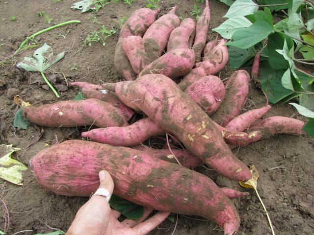 Sweet potato: where and how it grows, cultivation in Siberia, the Urals, in central Our Country