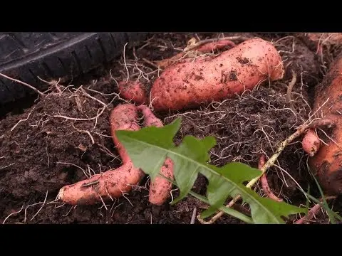 Sweet potato: where and how it grows, cultivation in Siberia, the Urals, in central Our Country