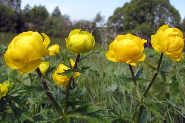 Swimsuit: photo of a plant, planting and care in the open field