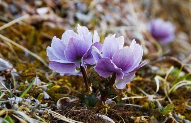 Swimsuit: photo of a plant, planting and care in the open field