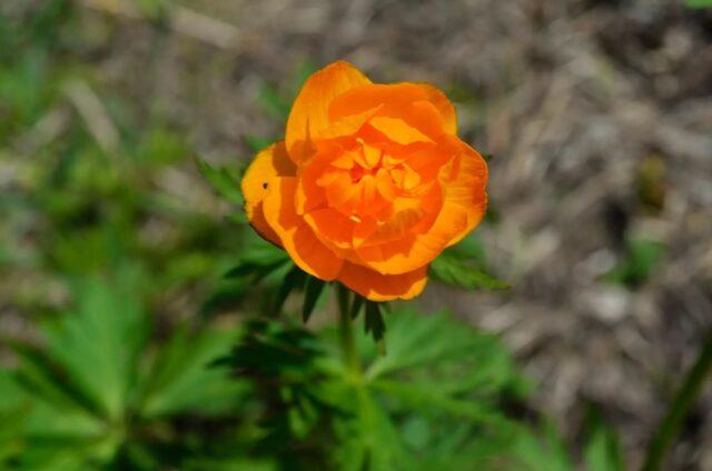 Swimsuit: photo of a plant, planting and care in the open field