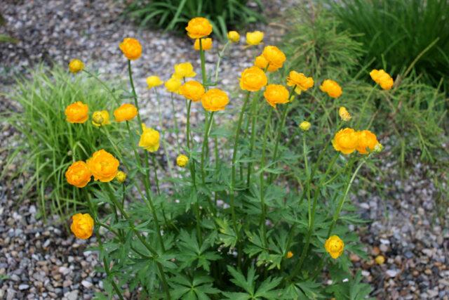 Swimsuit: photo of a plant, planting and care in the open field