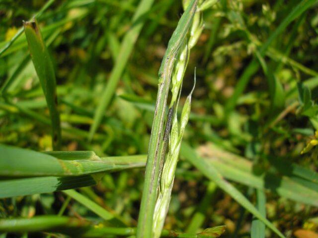 Swimsuit: photo of a plant, planting and care in the open field