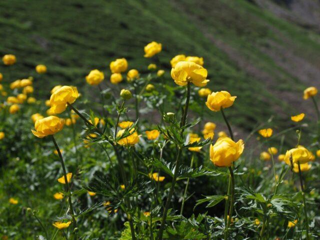 Swimsuit: photo of a plant, planting and care in the open field