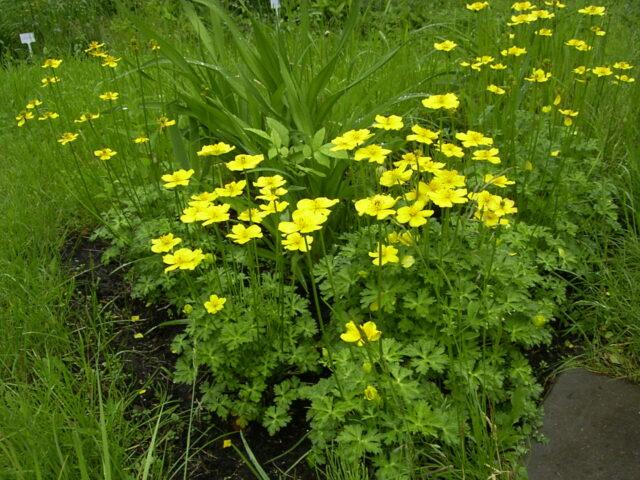 Swimsuit: photo of a plant, planting and care in the open field