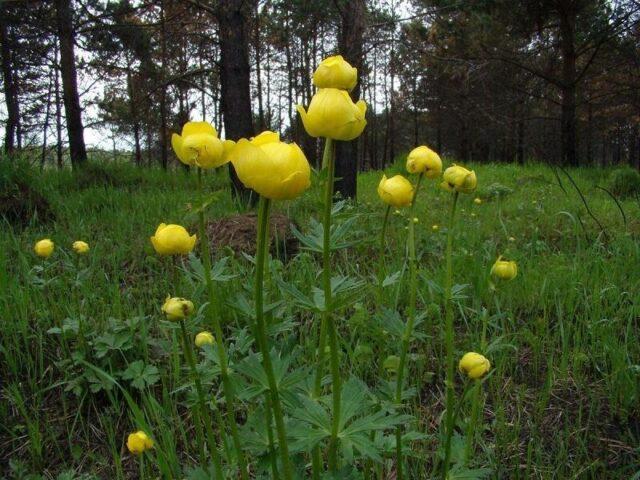 Swimsuit: photo of a plant, planting and care in the open field