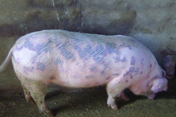 Swine fever: symptoms and treatment, photo