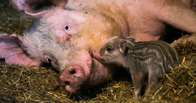 Swine fever: symptoms and treatment, photo