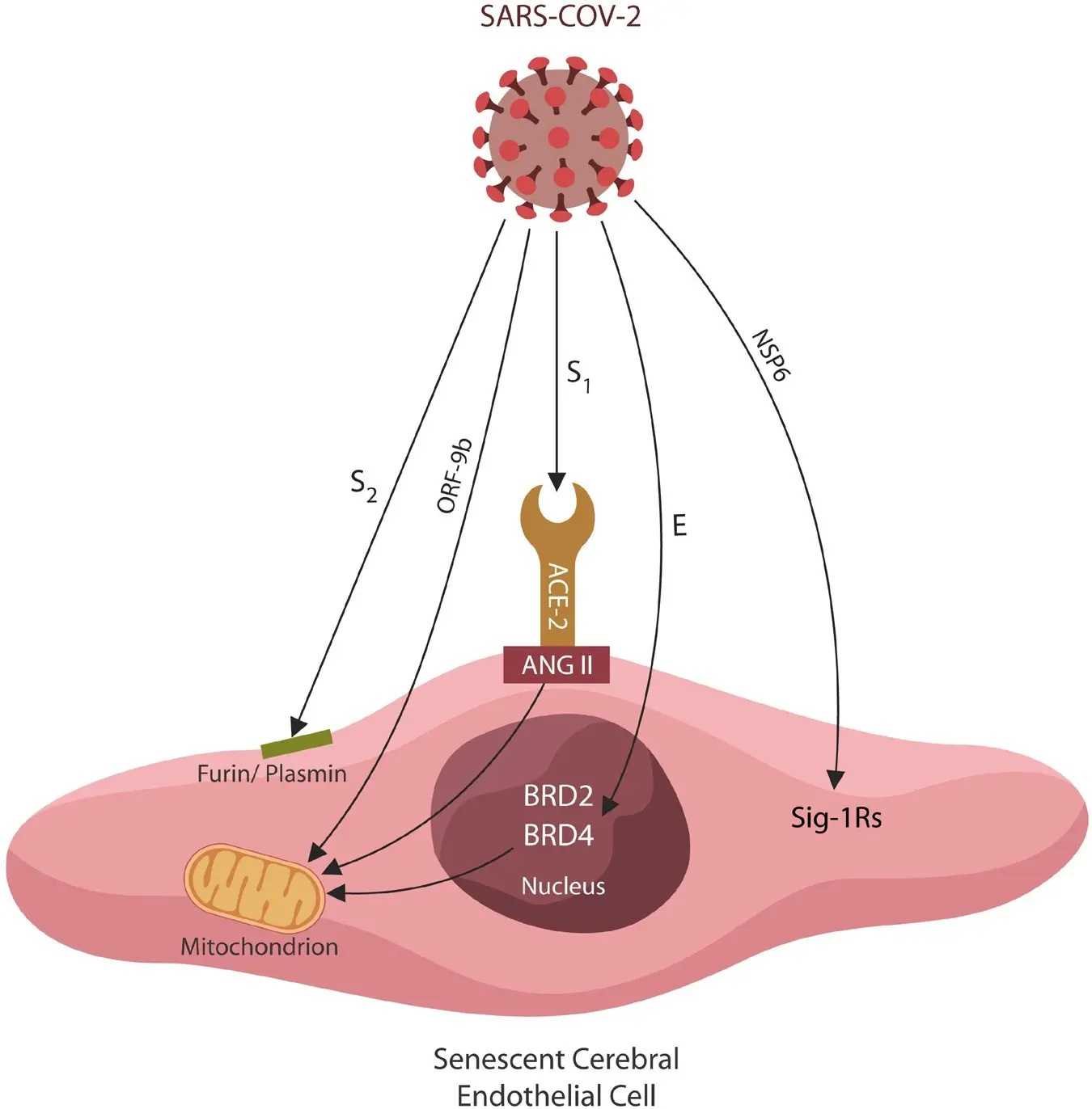 &#8220;Switch&#8221; protects against post-traumatic stress disorder