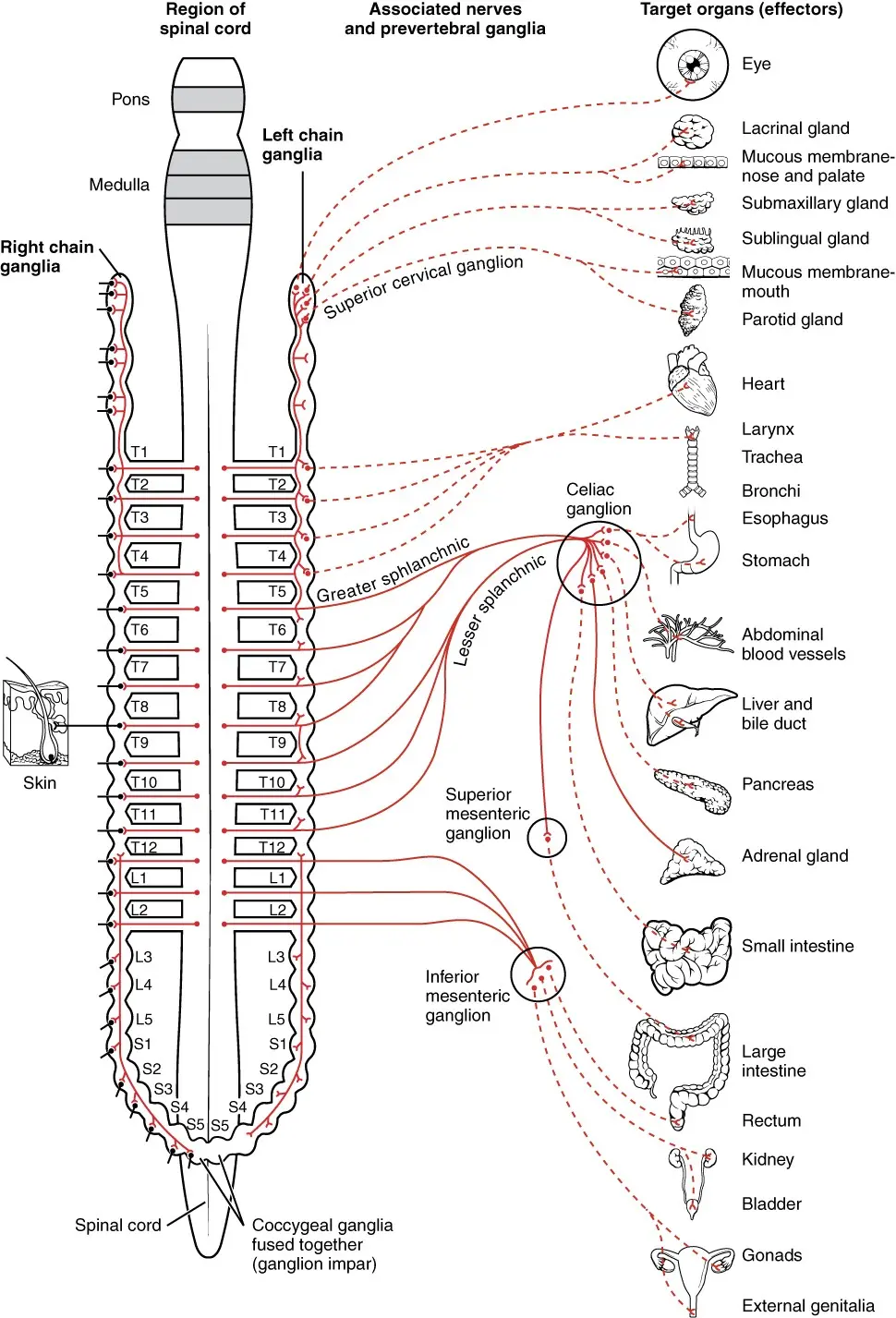 Sympathetic nervous system &#8211; functions and operation