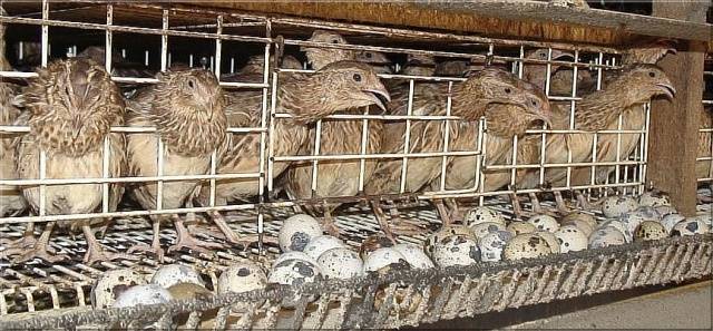 Symptoms of quail diseases and their treatment