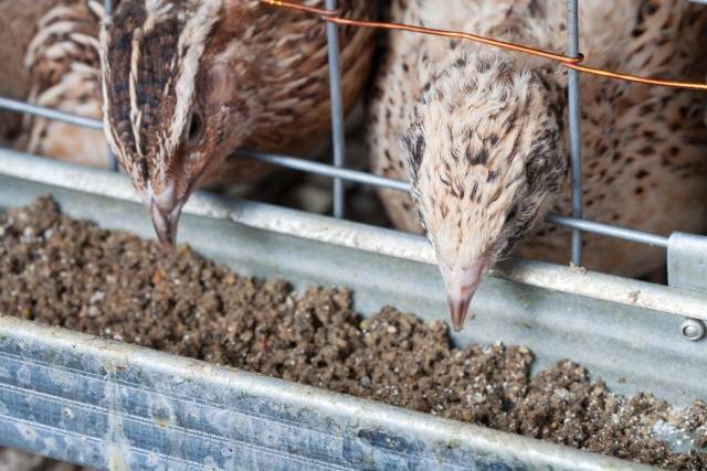 Symptoms of quail diseases and their treatment