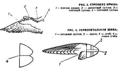 Symptoms of quail diseases and their treatment