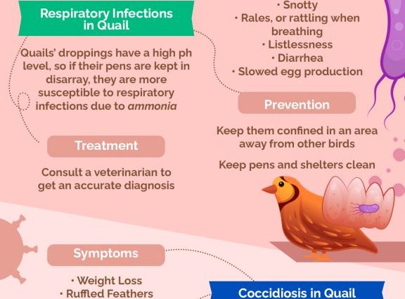 Symptoms of quail diseases and their treatment