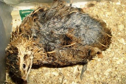 Symptoms of quail diseases and their treatment