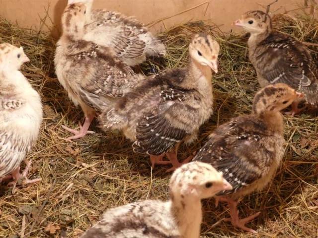 Symptoms of quail diseases and their treatment