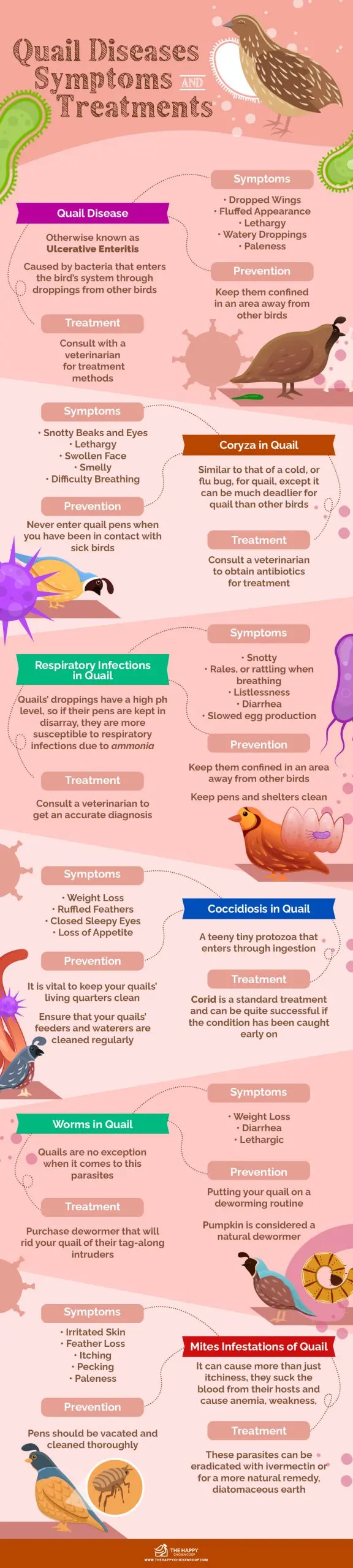 Symptoms of quail diseases and their treatment