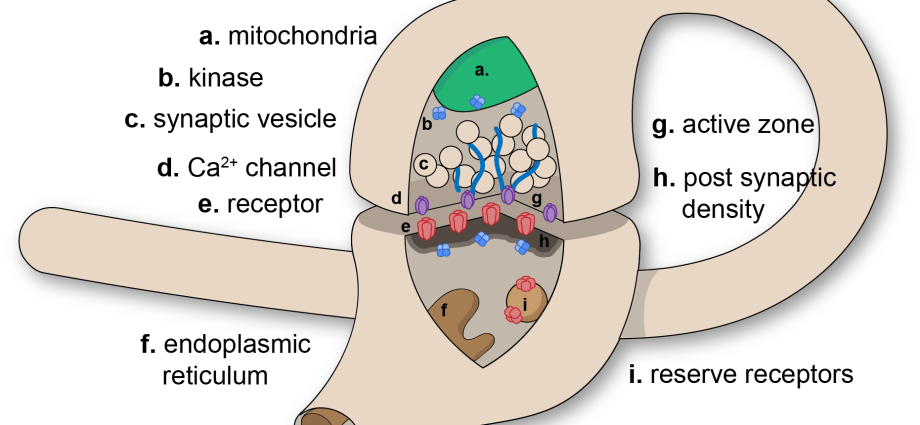 Synapse