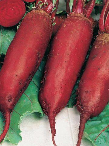 Table beet Cylinder: variety description, planting and care, ripening dates