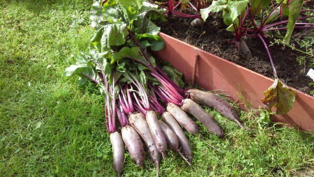 Table beet Cylinder: variety description, planting and care, ripening dates