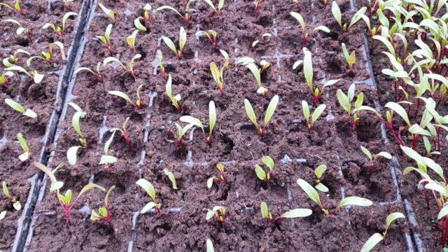 Table beet Cylinder: variety description, planting and care, ripening dates