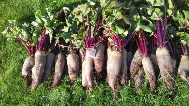 Table beet Cylinder: variety description, planting and care, ripening dates