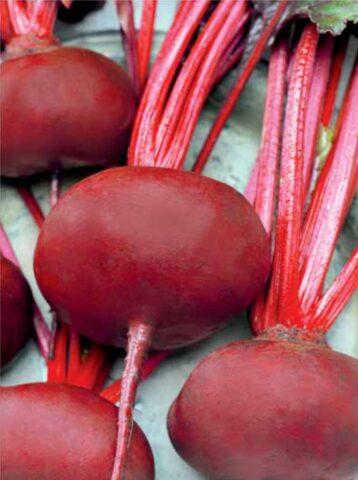 Table beet Egyptian flat: description and characteristics of the variety, cultivation, reviews