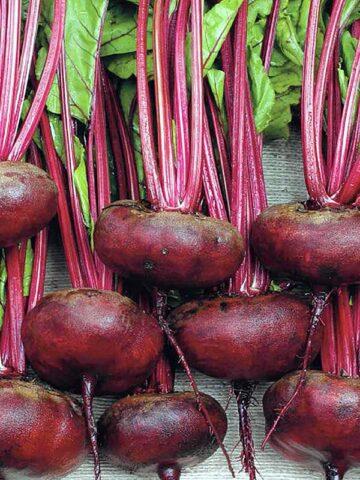 Table beet Egyptian flat: description and characteristics of the variety, cultivation, reviews