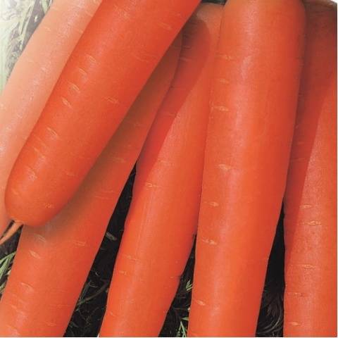 Table carrot varieties