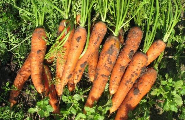 Table carrot varieties