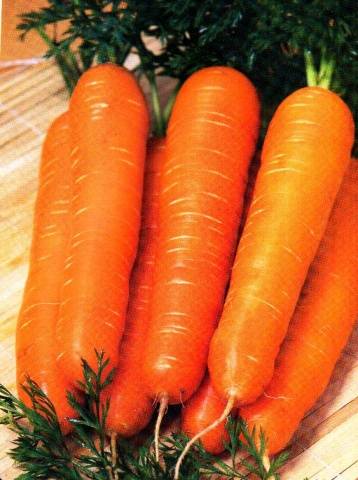 Table carrot varieties