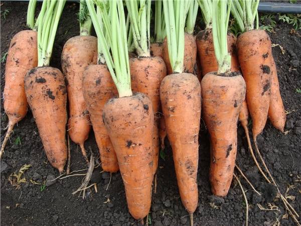 Table carrot varieties