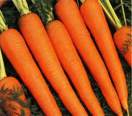 Table carrot varieties